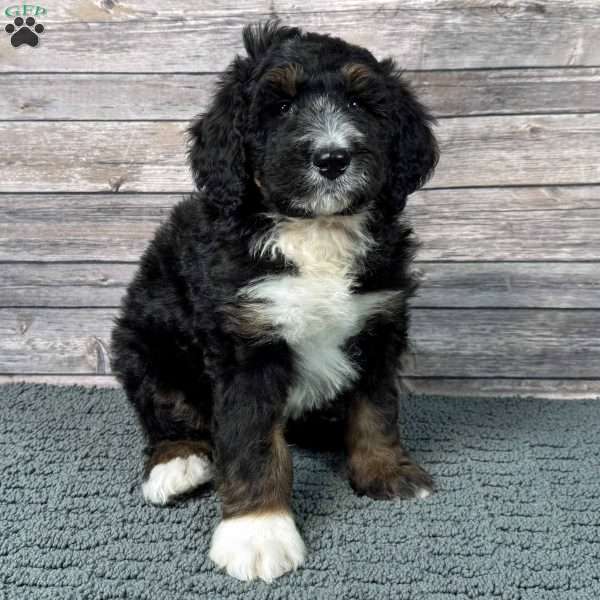 Blaze, Bernedoodle Puppy